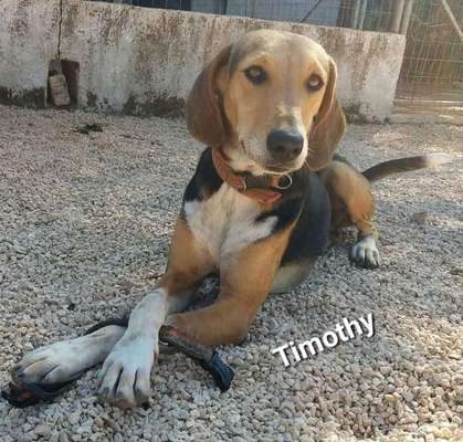Tierschutzhunde suchen ein Zuhause-Beitrag-Bild