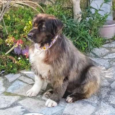 Tierschutzhunde suchen ein Zuhause-Beitrag-Bild