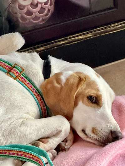 Tierschutzhunde suchen ein Zuhause-Beitrag-Bild