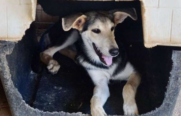 Tierschutzhunde suchen ein Zuhause-Beitrag-Bild