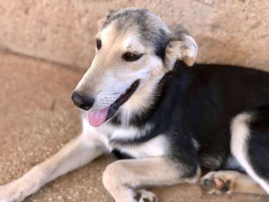 Tierschutzhunde suchen ein Zuhause-Beitrag-Bild