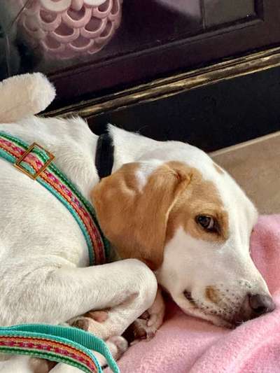 Tierschutzhunde suchen ein Zuhause-Beitrag-Bild