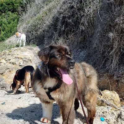 Tierschutzhunde suchen ein Zuhause-Beitrag-Bild