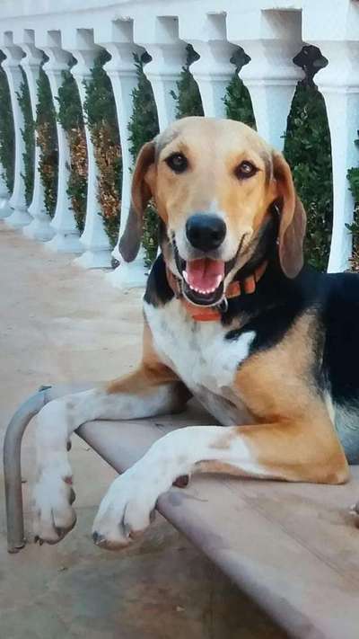 Tierschutzhunde suchen ein Zuhause-Beitrag-Bild