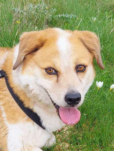 Tierschutzhunde suchen ein Zuhause-Beitrag-Bild