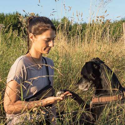 Hundeschulen-Blickwelt Hund-Bild