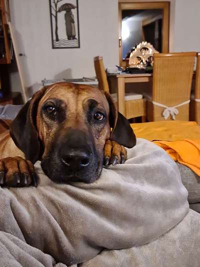 Rhodesian Ridgeback-Beitrag-Bild