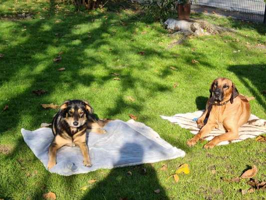 Rhodesian Ridgeback-Beitrag-Bild