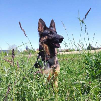 Hundetreffen-Wir suchen Spielkumpels 😊-Bild