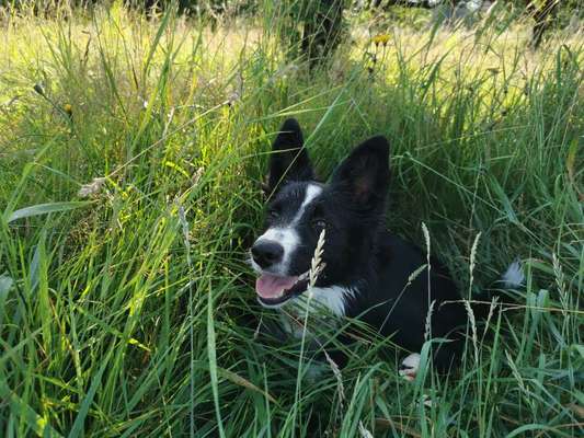 Hundetreffen-Social Walk / Kontrolliertes Spielen-Bild