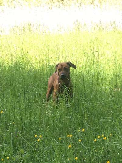 Rhodesian Ridgeback-Beitrag-Bild
