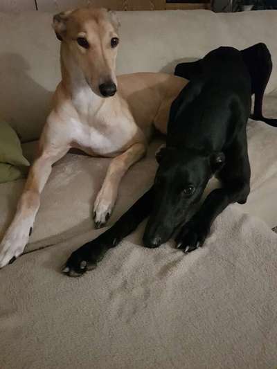 Windhundtreffen - PLZ-Beitrag-Bild