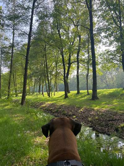 Hundetreffen-Laufen und spielen-Bild