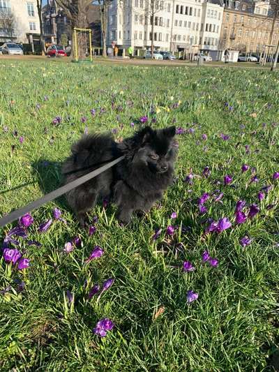 Die Dogorama Monats Challenge "Es grünt und blüht"-Beitrag-Bild