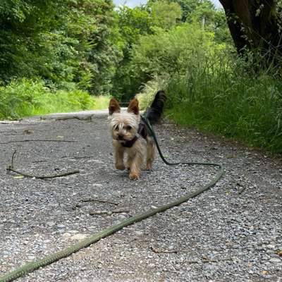 Hundetreffen-<10kg Junghundetreff-Bild