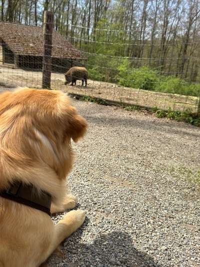 Hundeauslaufgebiet-Wildpark Eichert-Bild