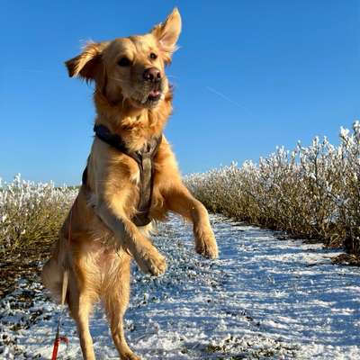 Hundetreffen-Spielen & gemeinsames Training-Bild