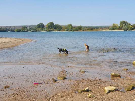 Hundeauslaufgebiet-Hundestrand Oppenheim-Bild