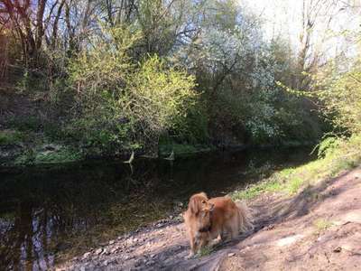 Hundeauslaufgebiet-Arkenberge-Bild