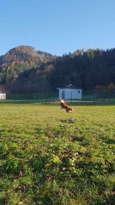 Hundeauslaufgebiet-Maulbeerbäume-Bild