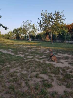 Hundeauslaufgebiet-Hundewiese Neulußheim-Bild