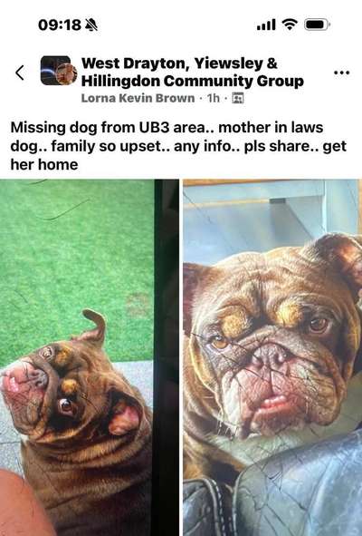 Lost dog-Bulldog-image