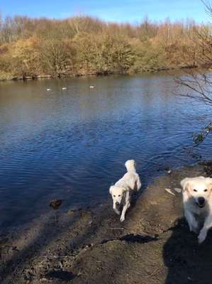 Hundeauslaufgebiet-Harpener Teiche-Bild