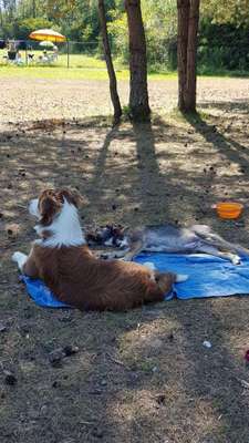 Hundeauslaufgebiet-Hunde-Strandbad Reßnigteich-Bild