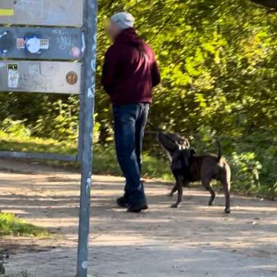 Giftköder-Mglw gefährlicher Hund ohne Maulkorb-Bild