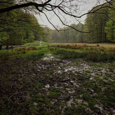 Hundeauslaufgebiet-Tiergehege Tannenberg-Bild