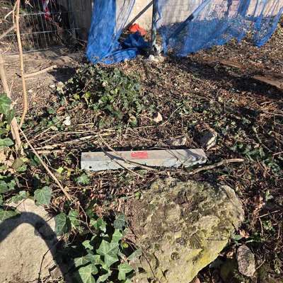 Giftköder-Rattengift-Bild