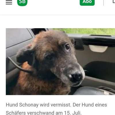 Suchmeldung-Schonay-Bild