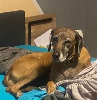 Suchmeldung-Baghira-Bild