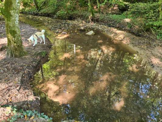 Hundeauslaufgebiet-Nassachtal-Bild