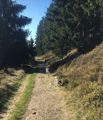 Hundeauslaufgebiet-Rund um den Steinigen Hügel-Bild