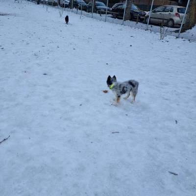 Hundeauslaufgebiet-Waidmannsdorf Stadion-Bild