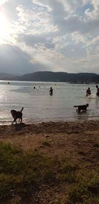 Hundeauslaufgebiet-Hunde-Strandbad-Bild