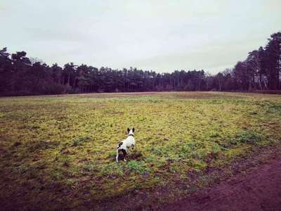 Hundeauslaufgebiet-Lingen-Bild