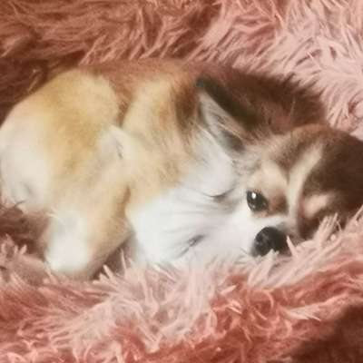 Suchmeldung-Bruno-Bild