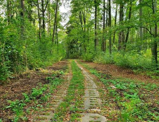 Hundeauslaufgebiet-Willroder Forst-Bild