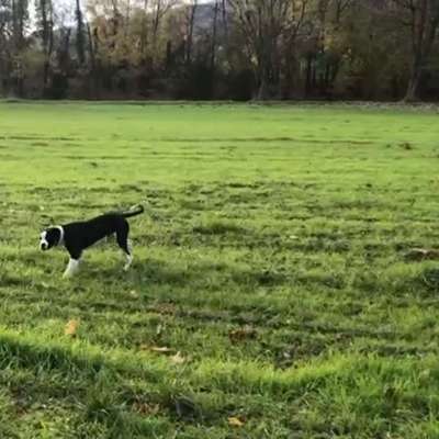 Hundeauslaufgebiet-Grenzgebiet Kleinblittersdorf-Bild