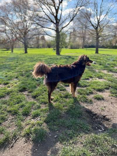 Hundeauslaufgebiet-Pappelsee - Geduldete Hundewiese-Bild