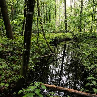 Hundeauslaufgebiet-Wildnis in Bordesholm-Bild