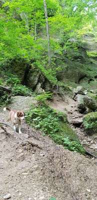 Hundeauslaufgebiet-Ebenthaler Wasserfall-Bild