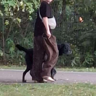 Giftköder-Freilaufender bissiger Hund-Bild