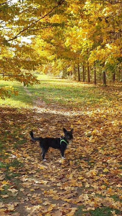 Hundeauslaufgebiet-Buga-Bild