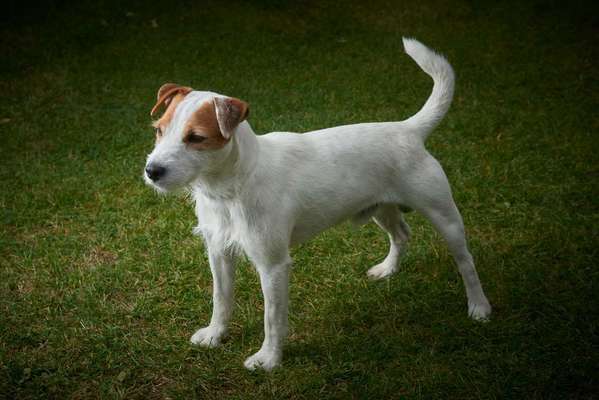 Titelbild Gruppe Parson Russell Terrier