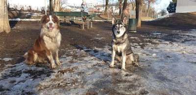 Hundeauslaufgebiet-Hundepark Grete-Bittner-Straße-Bild