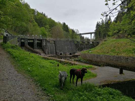 Hundeauslaufgebiet-Buchberger Leite-Bild