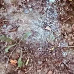 Giftköder-Weißes Pulver im Wald-Bild